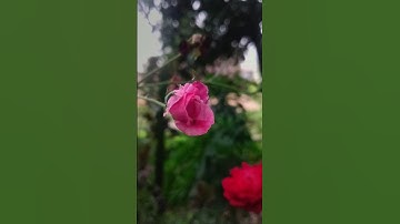 Creative Photography Tips and Trick with Phone using pro Mode Mobile Photography Hacks#shorts#preset