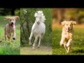 Rainbow Bridge Video Tribute to our beloved pets