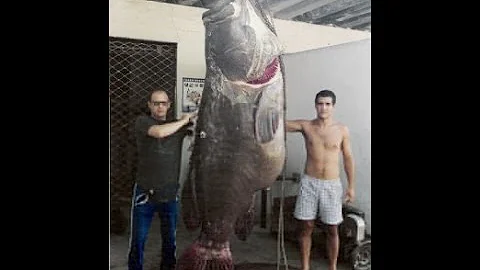 World's Biggest Grouper Ever Caught