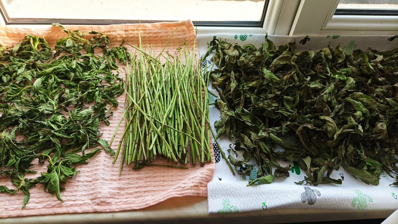 #նանա#անանուխ#դաղձ/ինչպես չորացնել որ գույնը  պահպանվի/как сушить мяту#мята