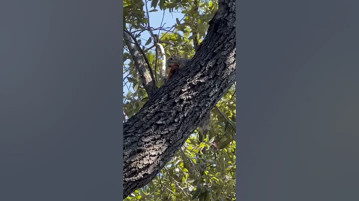 Squirrel Eating Fried Chicken