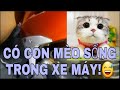 Có một con mèo sống trong cái xe máy/chuyện lạ ở Thành Phố Thanh Hóa