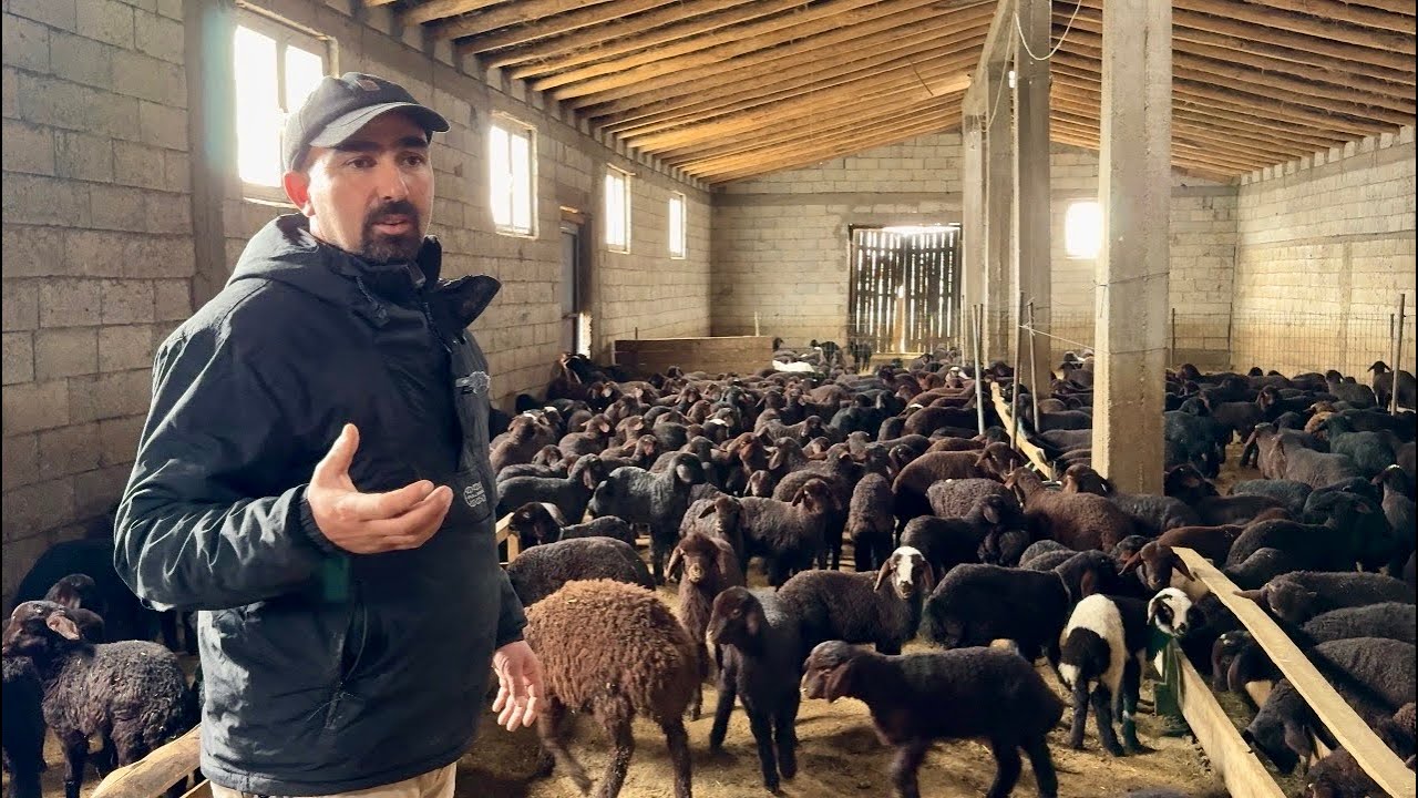  GÜNLÜK YEM MALİYETİ NE KADAR?-ARKADAŞIMIN ÇİFTLİĞİ