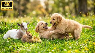 Cute Baby Animals in 4K – Cute & Adorable Little Pets Playing Together in Nature 🌿🐾 screenshot 4