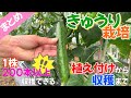 【まとめ】きゅうり　植え付けから収穫まで