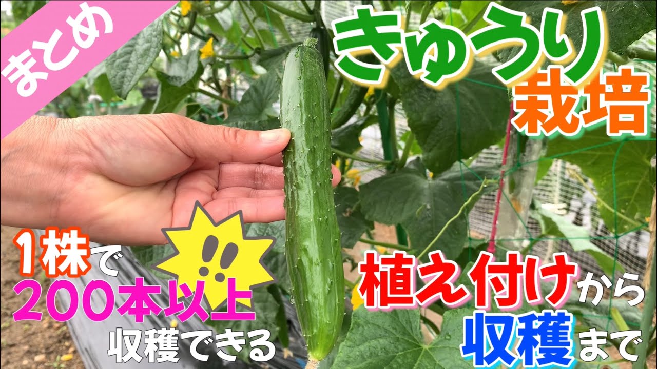 【まとめ】きゅうり　植え付けから収穫まで