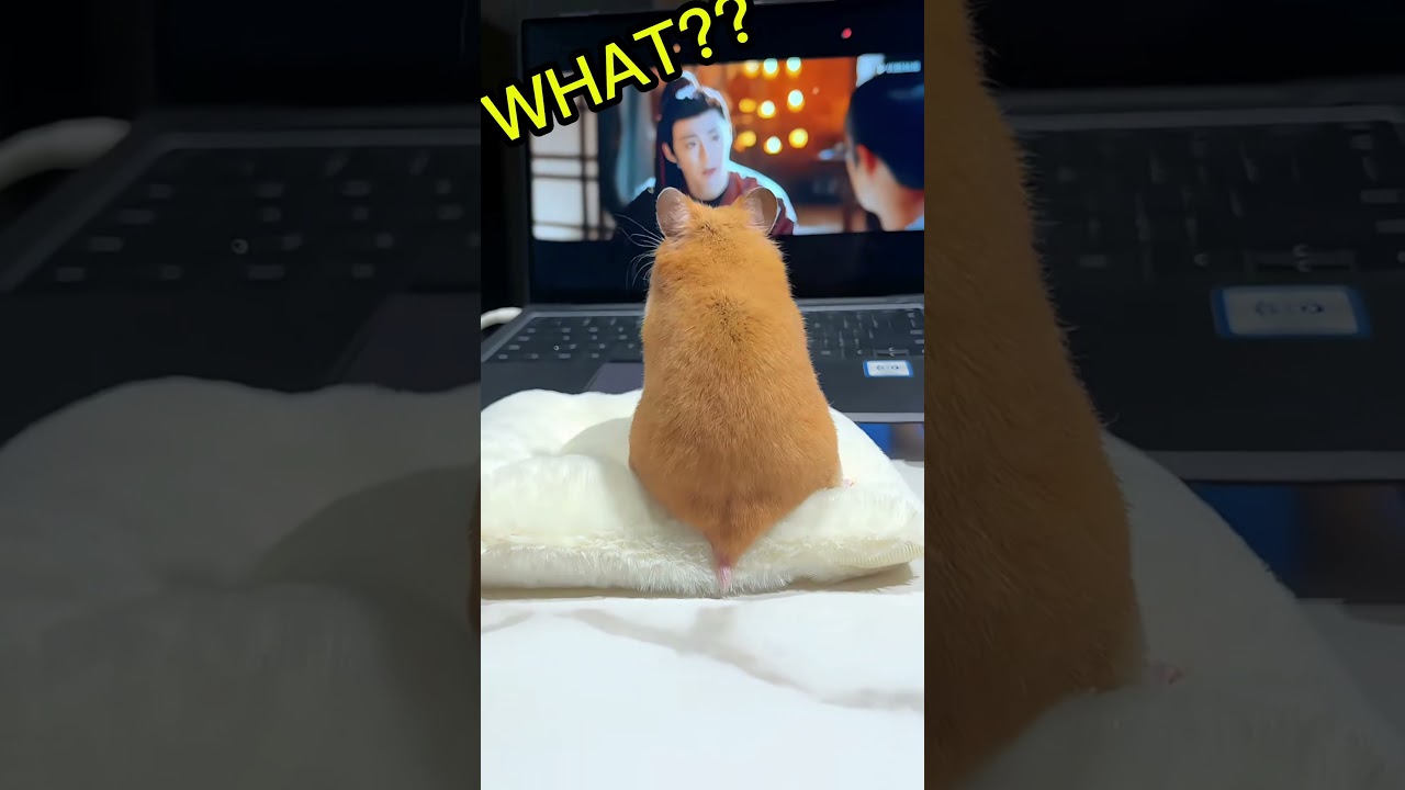 Khoảnh khắc hằng ngày của iêm #hamster #trendingshorts #cute #funny