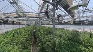 Tour the "Cadillac Greenhouse" at Honey Green