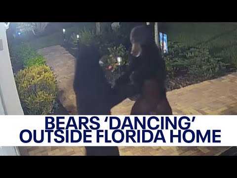 WATCH: Bears caught ‘dancing’ in driveway of Florida home in viral video