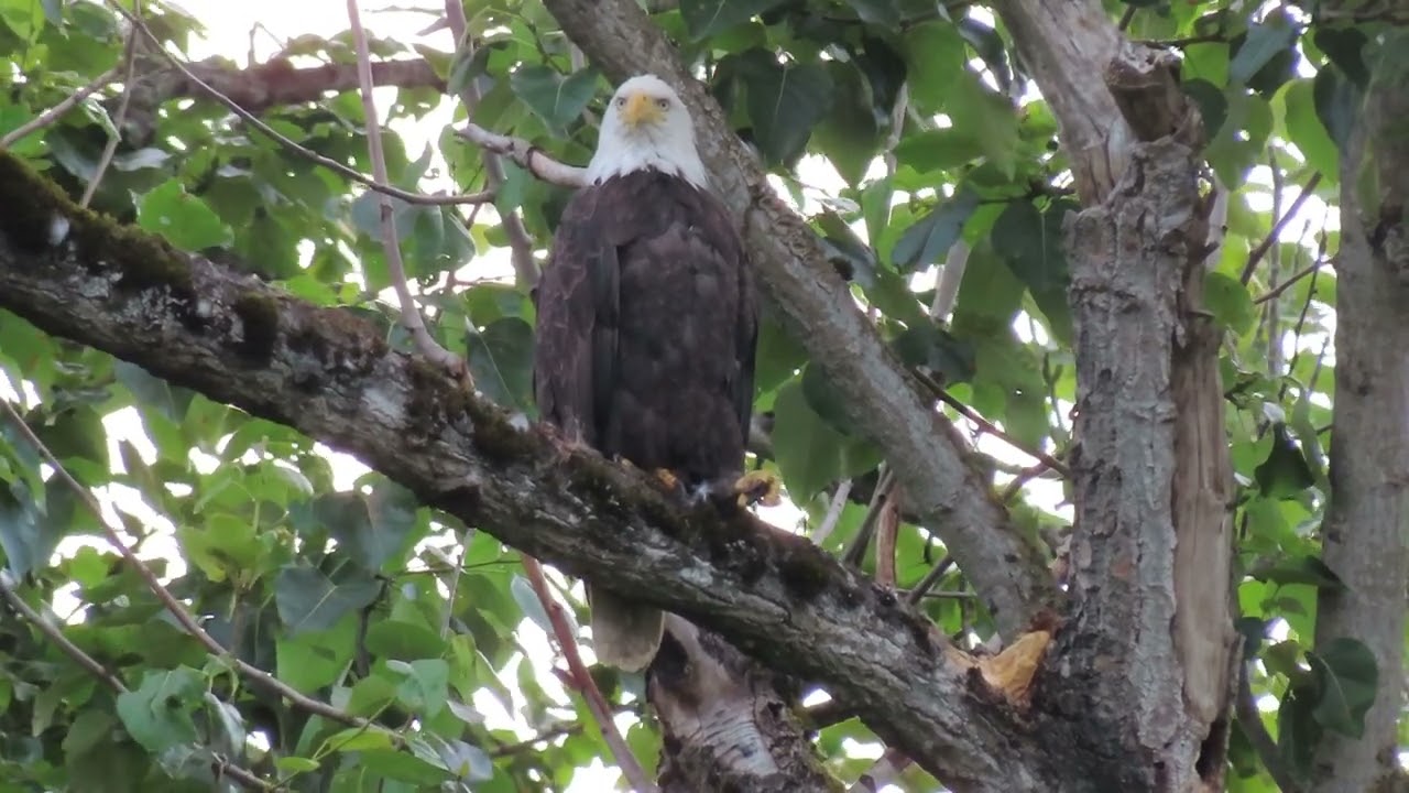 062225   Male and female Riverbend Eagles in nest tree complex