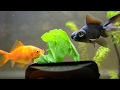 Goldfish eating spinach