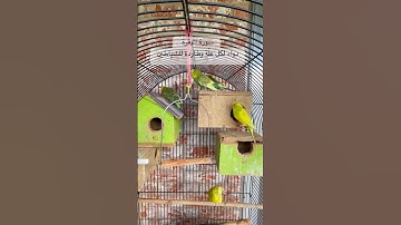 #سورة_البقرة #طاردة_الشياطين #دواء #قرآن #المصحف #مصر #العراق #اكسبلور #طيور #birds #budgies #usa