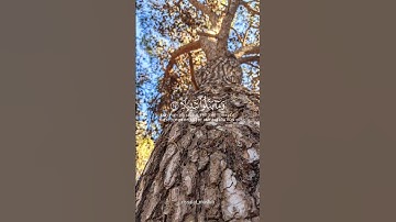 القرآن_الكريم سورة الأحزاب الآية 23#القرآن#القرآن_الكريم#بدر_التركي rissalat_muslim#سورة_الأحزاب
