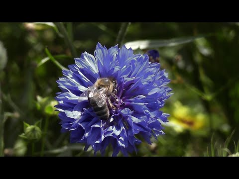 Video: Korenbloem Zonnig