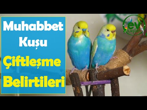 Muhabbet Kuşu çiftleşme isteği, Belirtileri  Kuluçka Dönemi 1.Bölüm