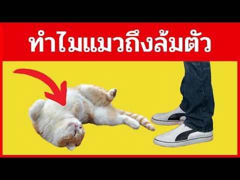 ผลสลากกินแบ่งรัฐบาล วันที่ 1 พย. 2567 ผลสลากกินแบ่งรัฐบาล วันที่ 1 พย. 2567