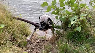 Cunning dog #skill  #dalmatiandog  #lumber#swimming #cunning #shortvideo #h2o #river #water#smartdog