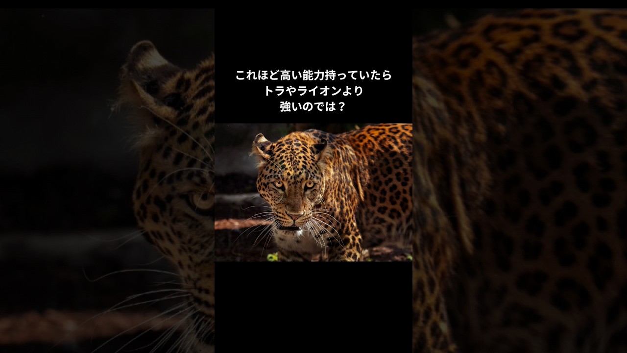 南米の王者！ジャガーの本当の強さは?