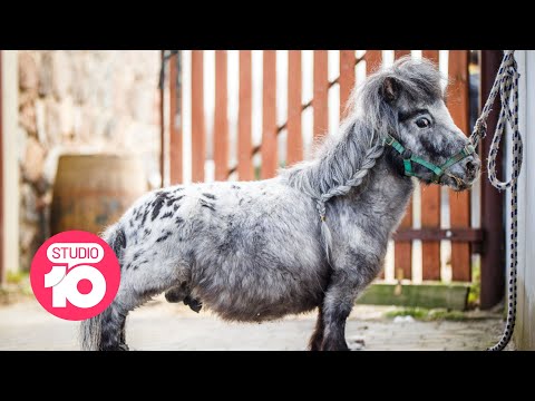 World S Shortest Horse Studio 10