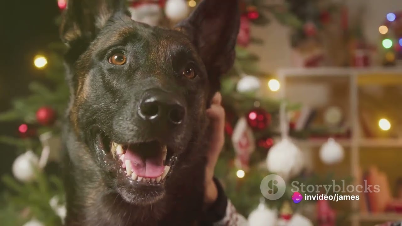 The Ultimate Belgian Malinois Training And Care Guide