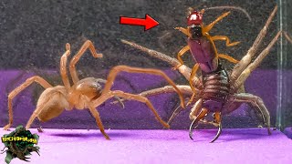 CLASH Between SPIDERS in an INCREDIBLE ENCOUNTER! Skills Pushed to the LIMIT! by BICHOMANIA 13,000 views 3 months ago 8 minutes, 12 seconds