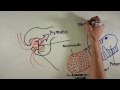 Fisiología Renal