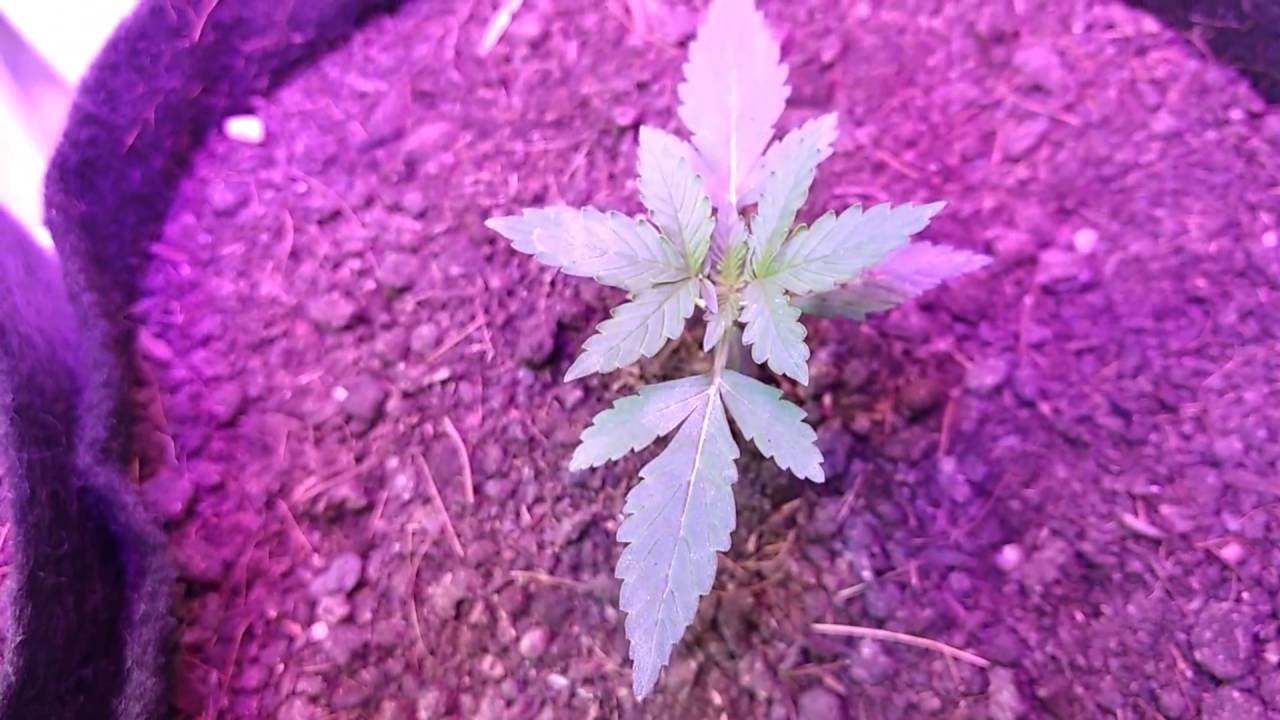 Cannabis Autoflower One Minute Update (4)