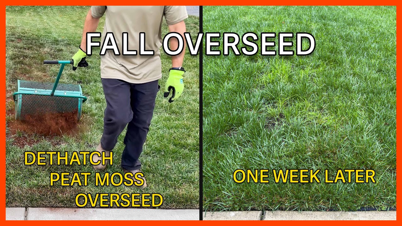 Осенний подсев газона | Удаление соломы, торфяной мох | Результаты за неделю
