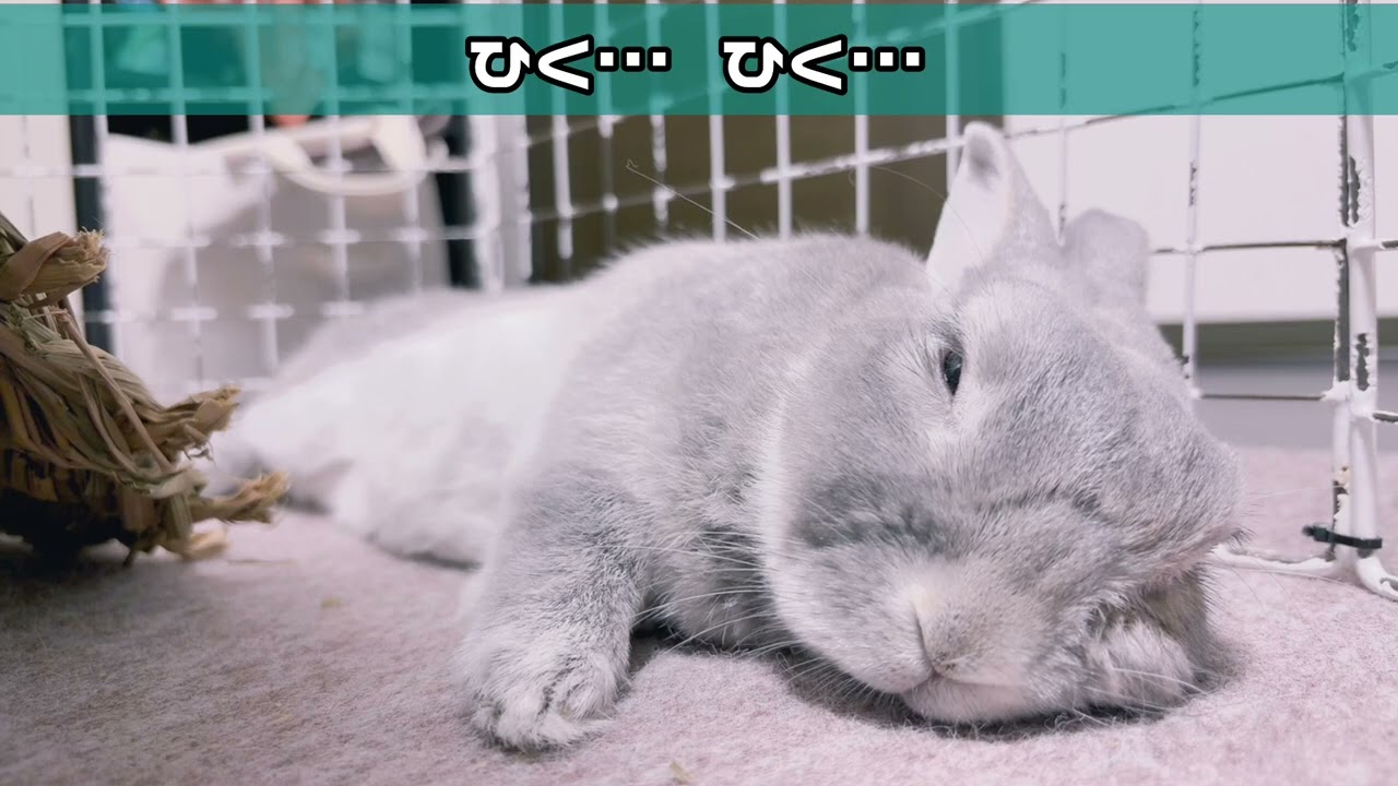 うさぎの走くんの日々 #25 とろふわうさぎ - YouTube