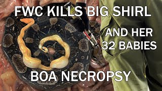 Big Shirl the Boa Killed by FWC Officers along with her 32 Babies