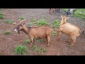 Goat Behavior - Male obsessing over a female in heat, flirting, peeing etc