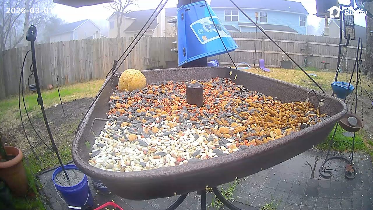William's Bird Channel ￼Live Stream bird feeder ￼￼￼cam! ￼