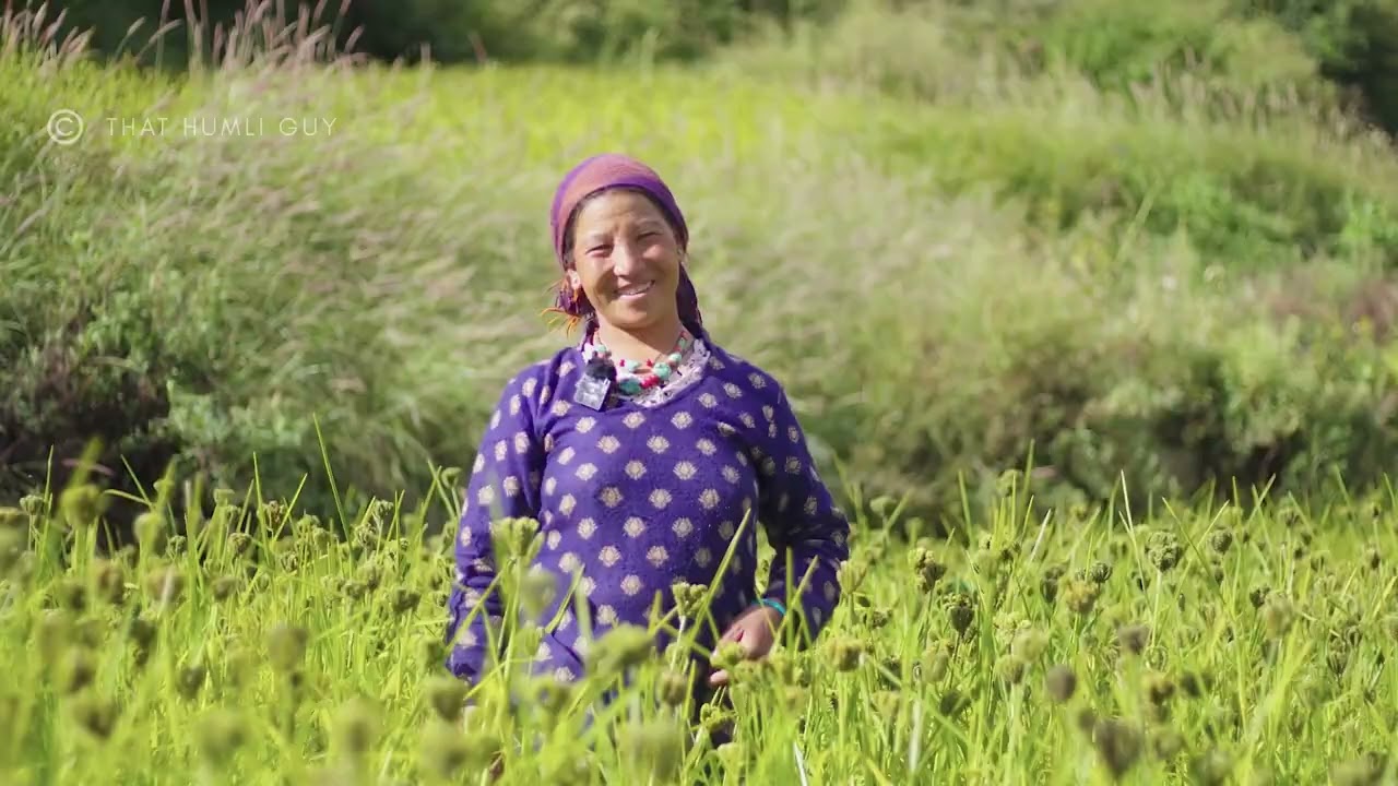 Millet of the Himalayas