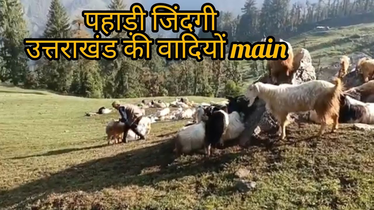 Hill Tracking In The unexplored Nomadic Meadow | Grass land 