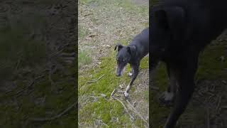 Chester the Manchester Terrier and the woods of Veluwe