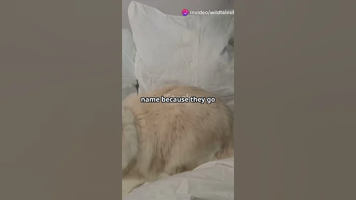 Watch the video about Only Boys Know These Ragdoll Cat Facts!