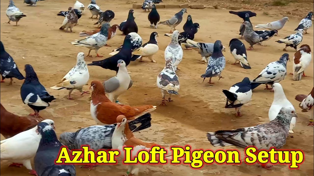 Azhar Loft Pigeon Setup | Colorful Fancy Pigeons | Gola, Rangeen, Sherazi 2025