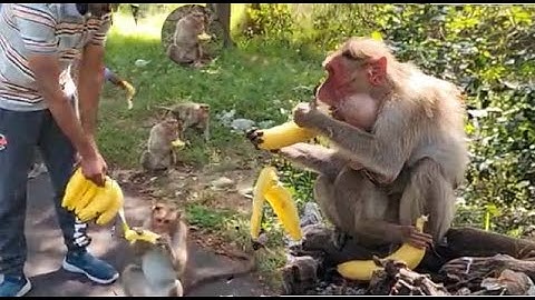 Monkey video 1 l  How monkeys eat bananas even in winter || feeding bananas to the monkey  l
