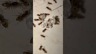 Ants behavior #ants #nature #wildlifeentertainment #insects #viralvideo #naturesvoice