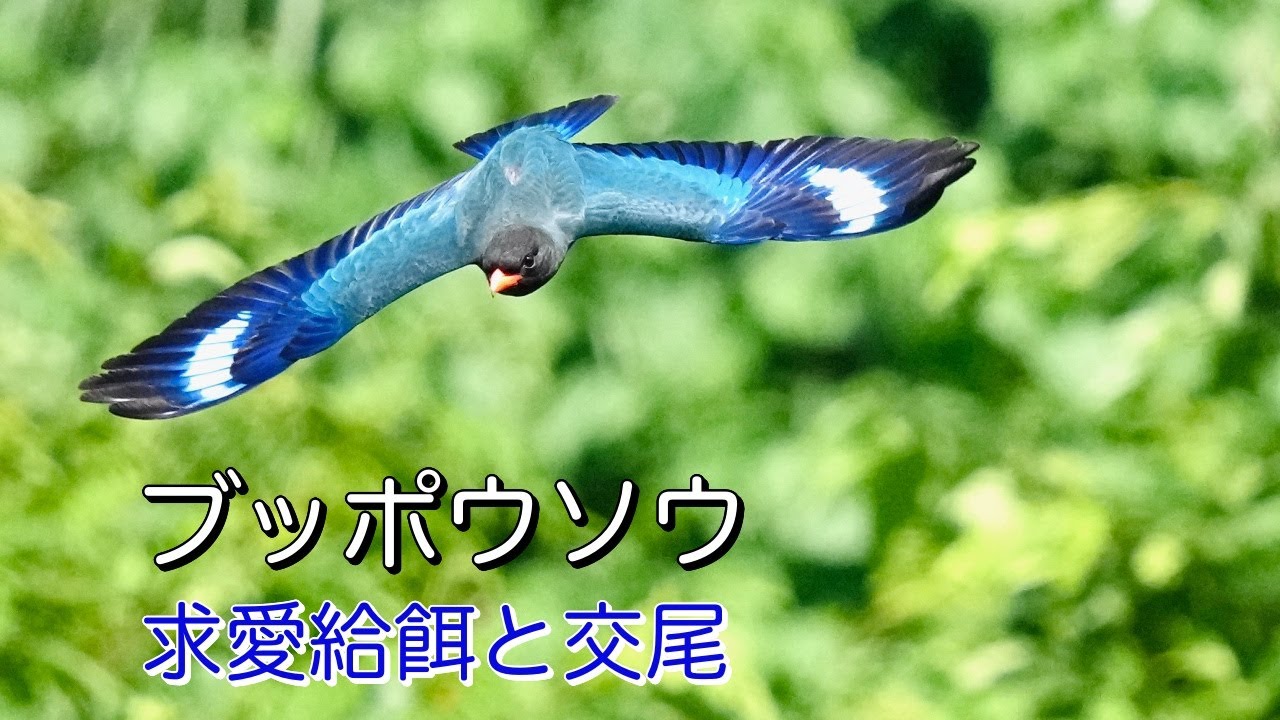 Wild Bird Observation - Oriental Dollarbird] The brave and devoted