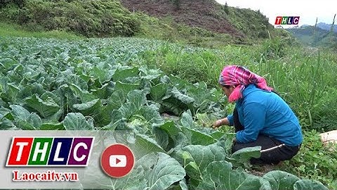 Bắc Hà trồng rau trái vụ nâng cao thu nhập cho nông dân| THLC