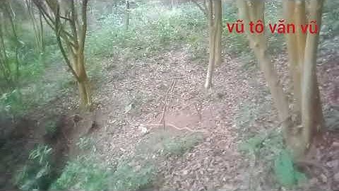 buổi chiều đi rừng thăm bây kết quả thật tuyệt vời lại lên hàng khủng