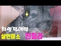 친칠라 꾸미의 하루 (chincilla daily)