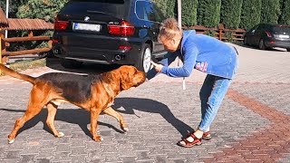 Как мы НАШЛИ СОБАКУ в Польше. Разрешите познакомиться! How we found a dog in Poland. Как мы НАШЛИ СОБАКУ в Польше. Разрешите познакомиться! How we found a dog in Poland.