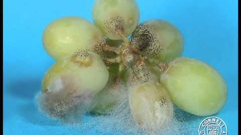 Aspergillus niger, Botrytis cinerea, and Mucor infected grapes