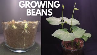 Growing Beans Seed To Pod | Growing Cranberry Bean Time Lapse