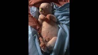 Puppy Rescued In Drug Bust Journey To Be Happy