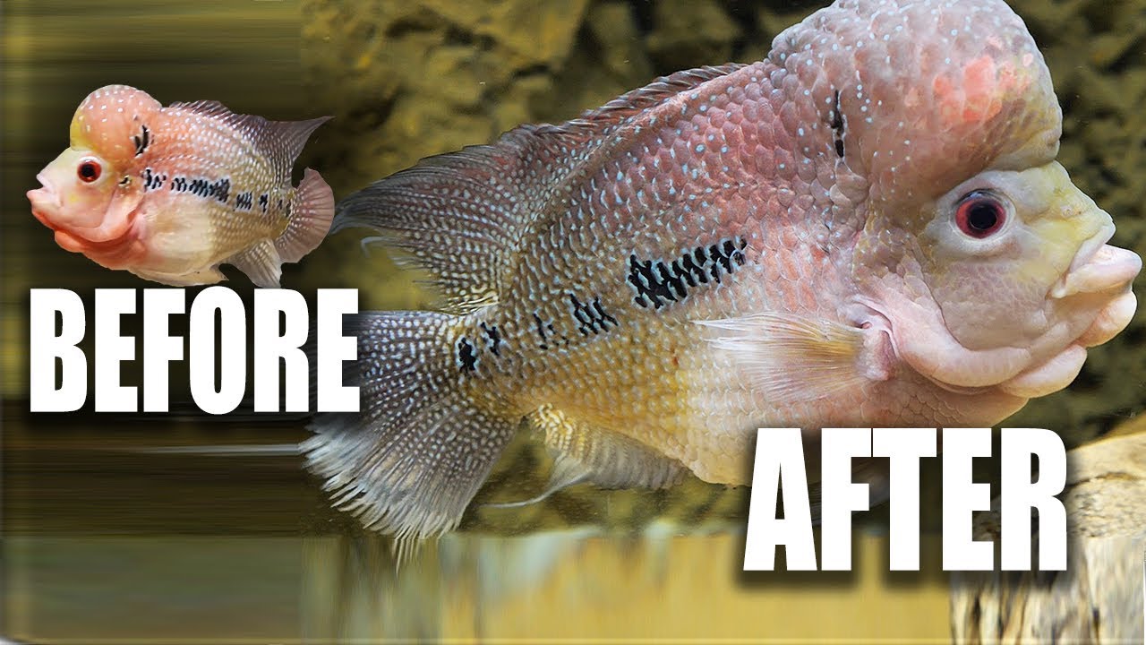 FRANK THE FLOWERHORN | The King of DIY