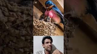 ভাগ্যবান পাখি #rubel #sas #aakhirkyutootichhorebarghatiteam