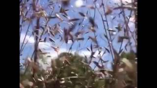 Deschampsia Flexuosa The Movie